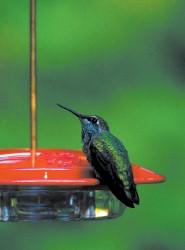 WBU Small Hummingbird Feeder WBU Small Hummingbird Feeder