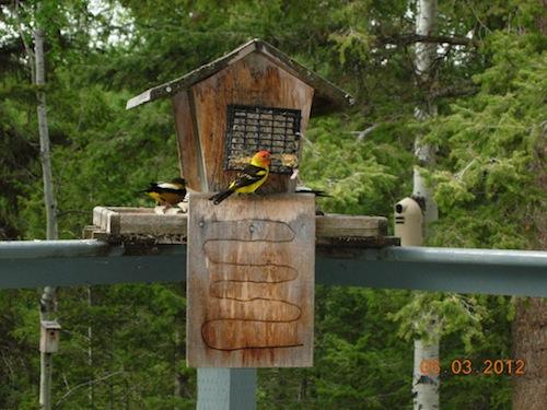 Bark Butte Tanagers – Herb Carter at 100 mile house has good traffic at his Bark Butter setup with Tanagers and Grosbeaks in abundance
