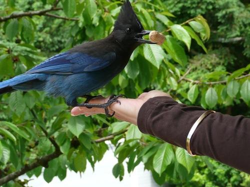 Darlene Holmes has trained this Steller’s Jay to come to hand in Eagle Harbour, West Vancouver