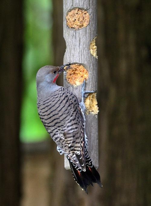 Our newest North Van employee Kathy King captured this Northern Flicker dining on Bark Butter plugs