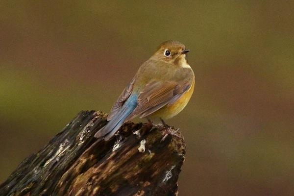 A rare Asian bird at Queens Park New Westminster: the Red-Flanked Bluetail 