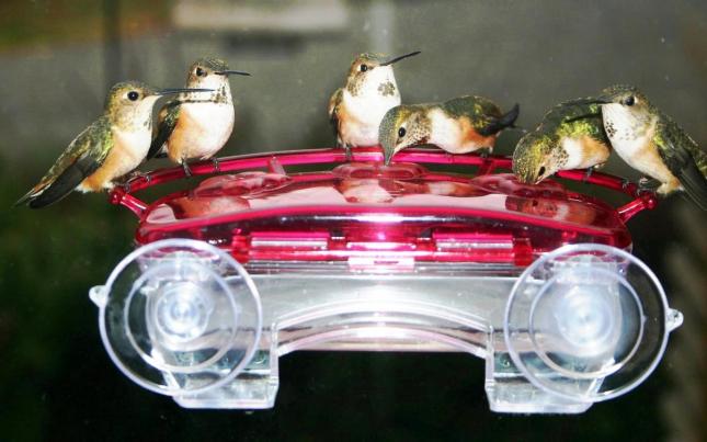 Walter's Hummers