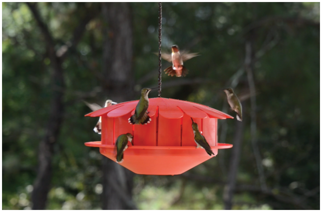 hummingbird banana feeder