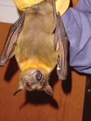 Straw Coloured Bat