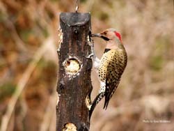 Flicker