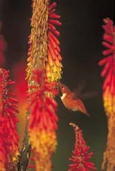 Rufous Hummingbird