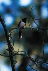 Towhee