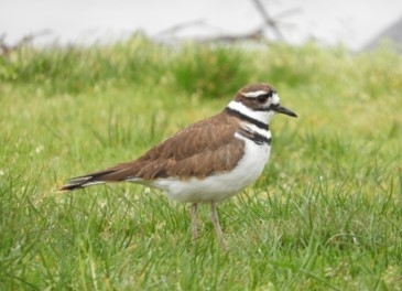 Kildeer