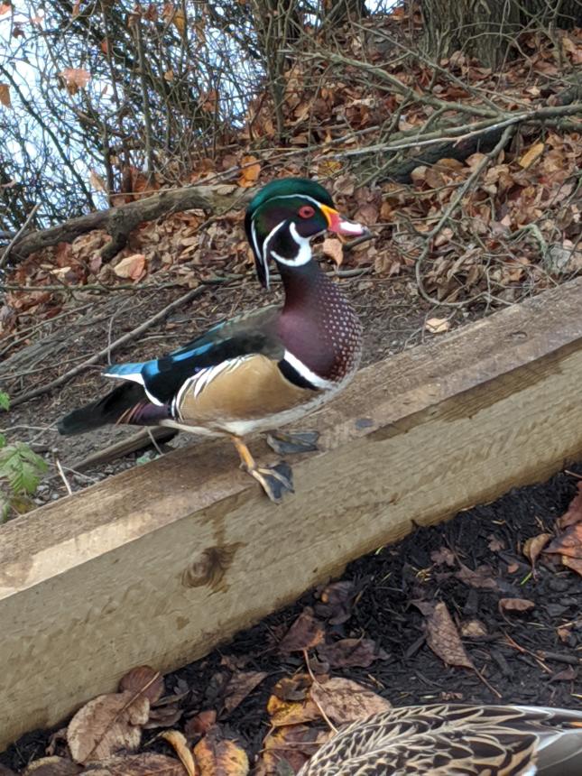 wood duck 