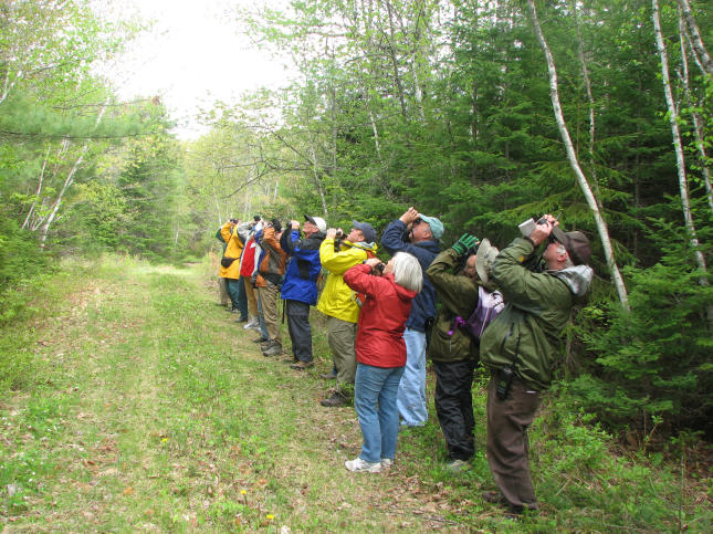 Bird Walks