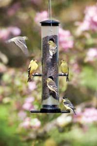Goldfinches on an EcoClean® Finch Feeder