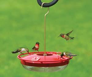 High Perch Hummingbird Feeder