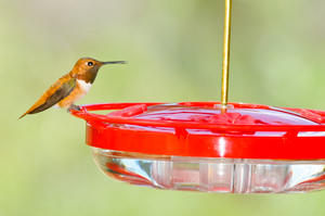 High Perch Hummingbird Feeder