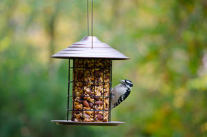 Tidy Feeder 