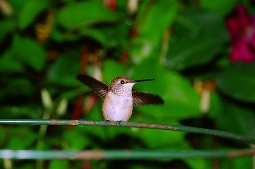 Baby Hummingbird