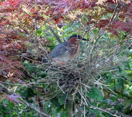 Green Herons – Christina Singh spotted this Green Heron nesting near a pond on McLleery Golf Course