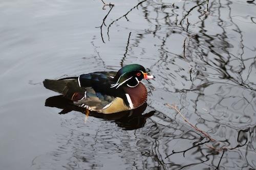 Lise Braham Wood Ducks – Always photogenic, Lise Brayhams photo of Wood Ducks