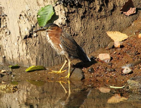 Green Heron