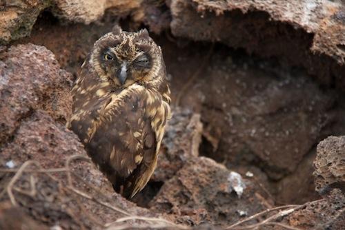 Short eared owl