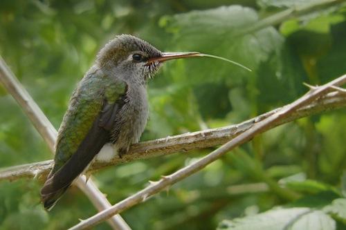 Female Anna's Hummingbird