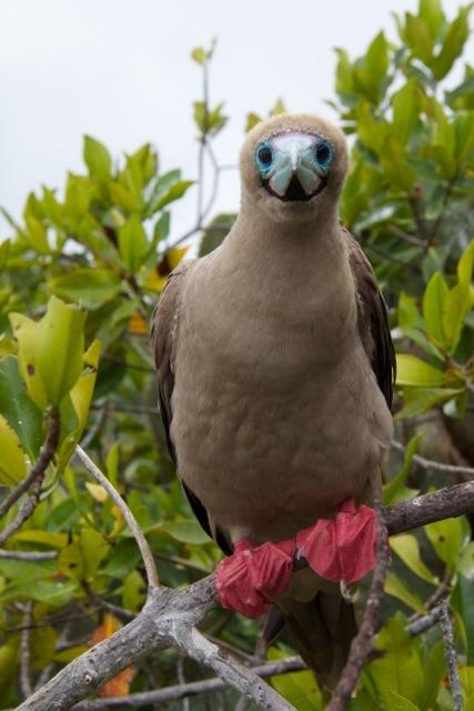 red footed booby