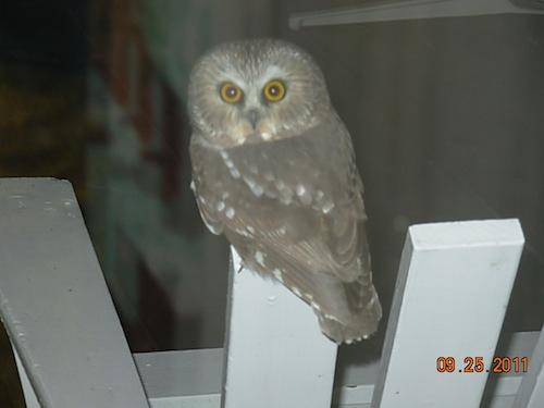 saw whet owl