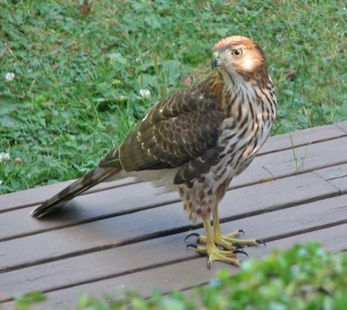 young cooper's hawk