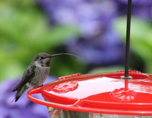 Anna's Hummingbird