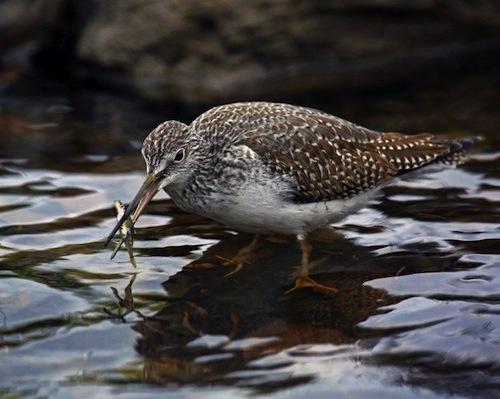 Greater Yellowlegs