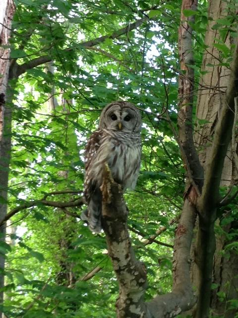 Barred Owl