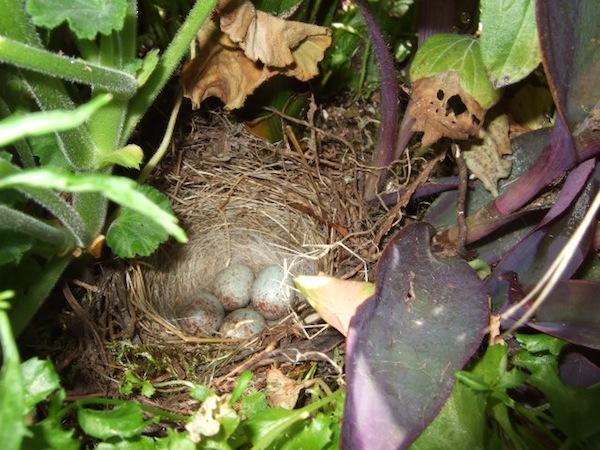 Junco Nest