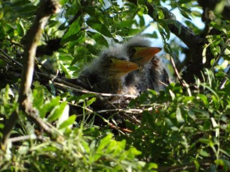 Christina Singh's herons