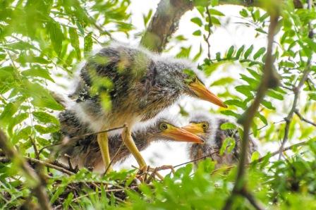 Ingo Neufeld's herons