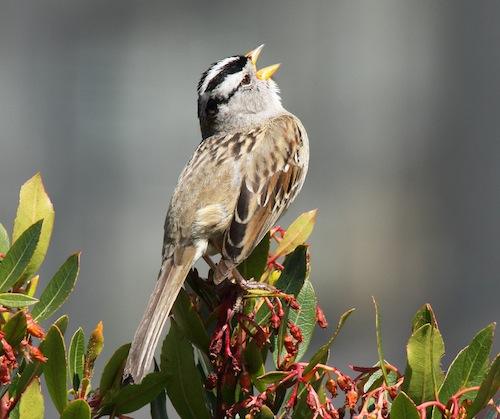 A charming photo by Rob Alexander of a White Crowned Sparrow singing his heart out