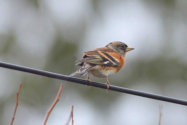 A rare male Brambling at W. 17th