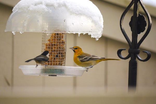  Bullocks's Oriole: rarest of 130 species in the Christmas Bird count at Champlain Heights