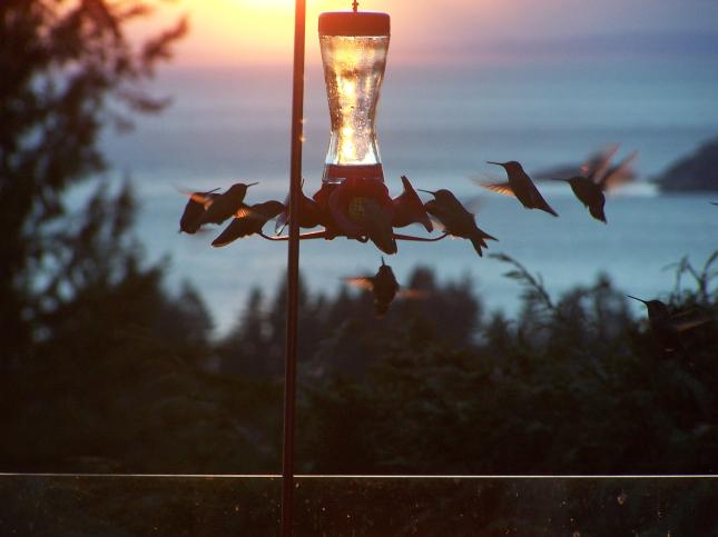 Darlene Holmes' sunset hummers