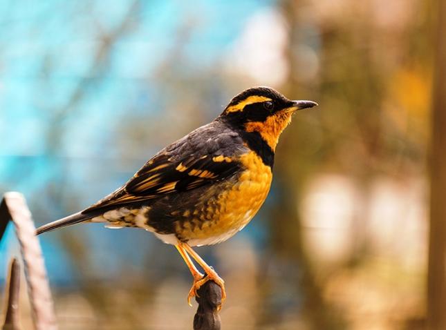 Varied Thrush