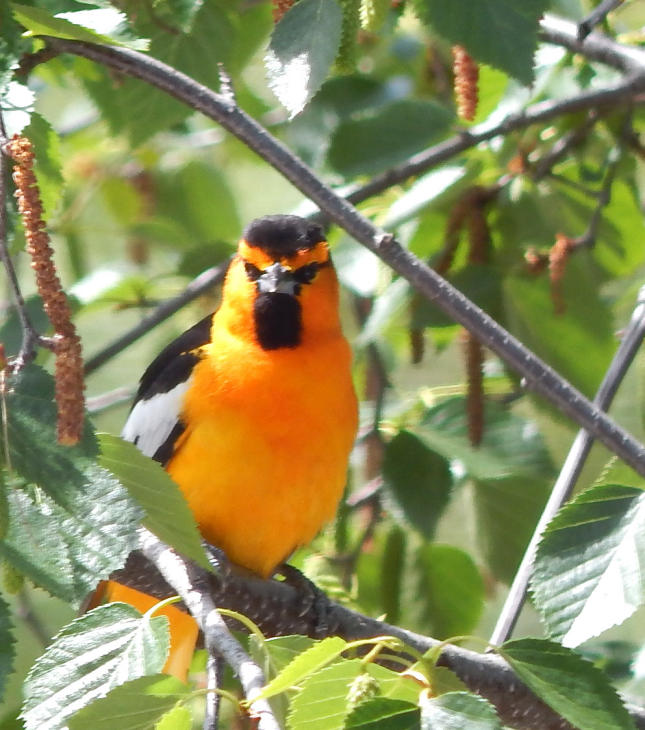 Bullock's Oriole_Laura Dent