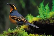 Varied Thrush on moss c