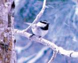 Mountain Chickadee snow PJ