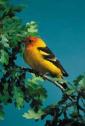 Western Tanager 1 c