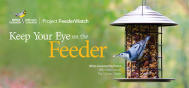 EDU Project FeederWatch Nuthatch CAN 1601E