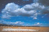 Snow Geese Flock