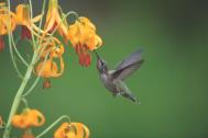 Anna's Hummingbird female