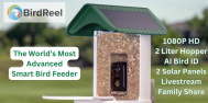 BirdReel Marketing 2