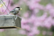 Chickadee on feeder with nesting blend