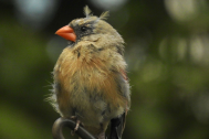 Molting bird 1