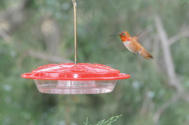 High Perch Hummingbird Feeder w Rufous Hummingbird